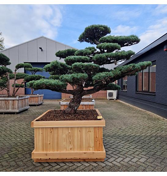 Pinus Pentaphylla Nr.4 v lesenem koritu 120x120 cm; 200 cm; Krošnja 160-240 cm cm Bonsai Japan