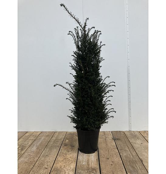 Taxus baccata C10 Lit. 120-140 cm