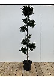 Thuja plicata Gelderland C10 Lit. 180-200 cm Pon pon