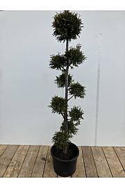 Thuja occidentalis Brabant C15 Lit. 180 cm Pon pon