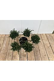 Taxus baccata Repandens C10 Lit. 25-40 cm Pon Pon 5 ball