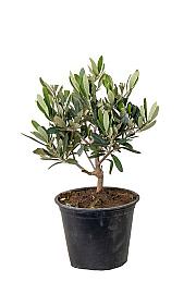 Olea europea Ø14 Bonsai