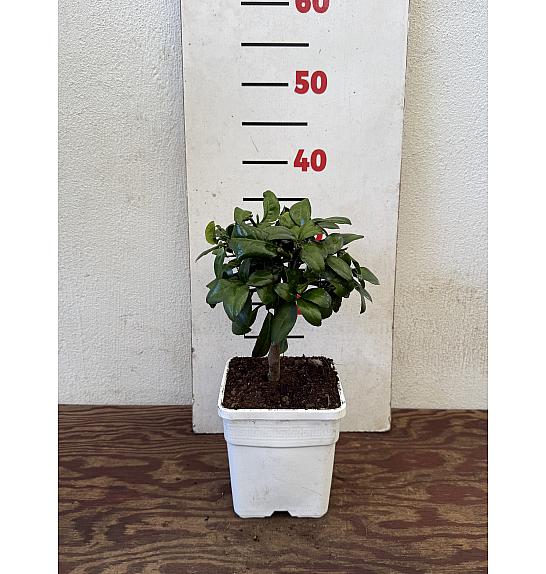 Citrus aurantifolia Lime Rosso Ø14x14 Na steblu 15 cm