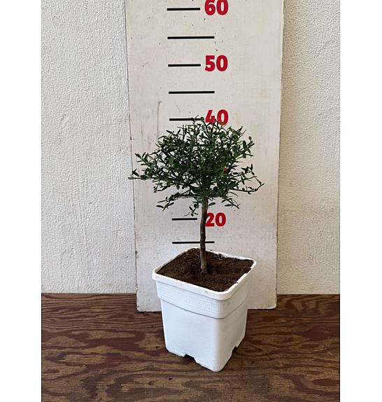 Citrus australasica Caviale Ø14x14 Na steblu 15 cm