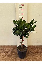 Citrus medica Cedro Maxima Ø20 Na steblu 30 cm