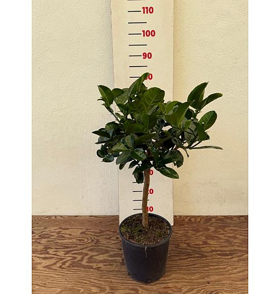Citrus medica Cedro Maxima Ø20 Na steblu 30 cm