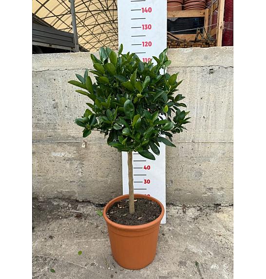 Citrus microcarpa Calamondin Ø30 Na steblu 50 cm