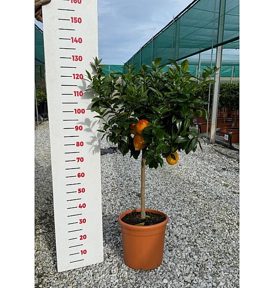 Citrus sinensis Limon Rosso Ø30 Na steblu 50 cm