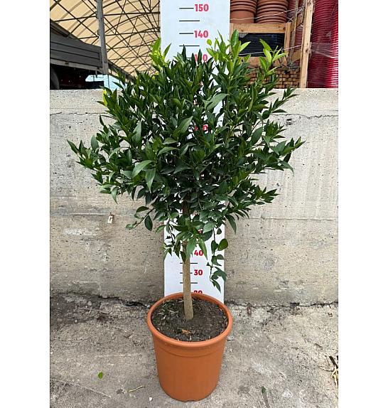 Citrus sinensis Mandarina Ø30 Na steblu 50 cm