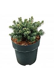 Abies balsamea Piccolo C4 Lit. 15-20 cm