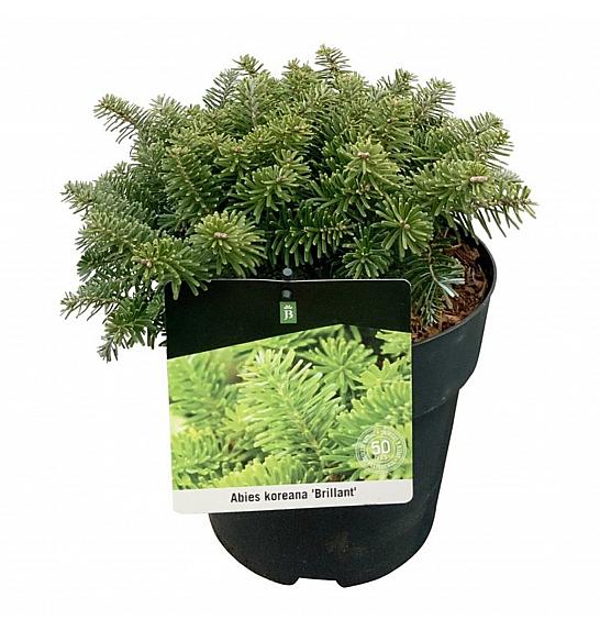 Abies koreana Brillant C4 Lit. 15-20 cm