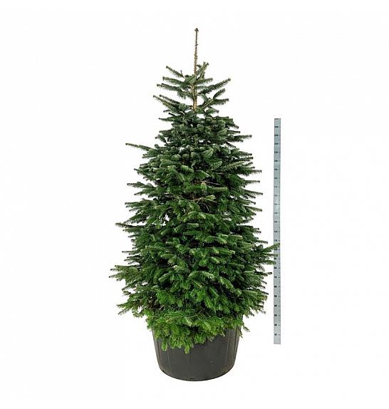 Abies nordmanniana C285 Lit. 225-250 cm