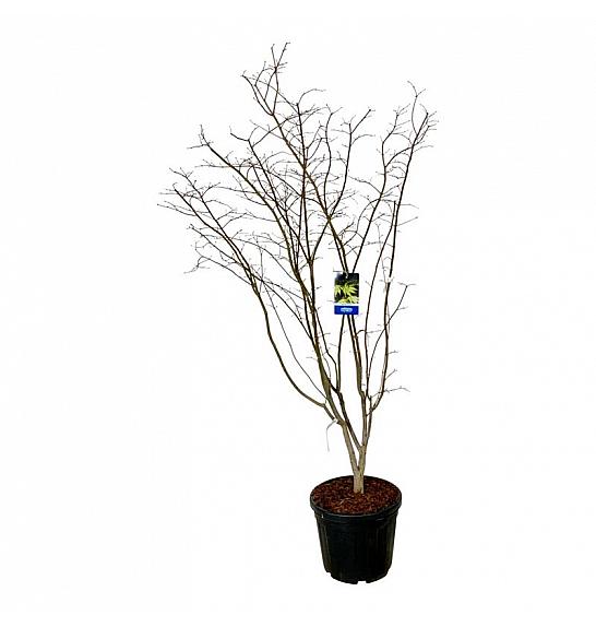 Acer pseudosieboldianum Arctic Jade® C55 Lit. 175-200 cm extra