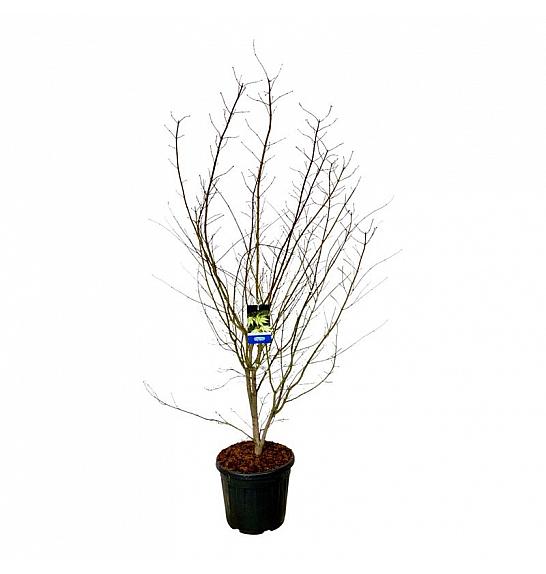Acer pseudosieboldianum Arctic Jade® C55 Lit. 200-225 cm extra