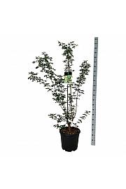 Acer griseum C30 Lit. 125-150 cm extra