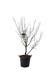 Acer griseum C55 Lit. 150-175 cm extra