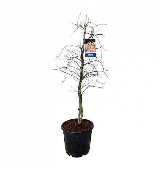 Acer pseudosieboldianum Ice Dragon® C30 Lit. 150-175 cm extra