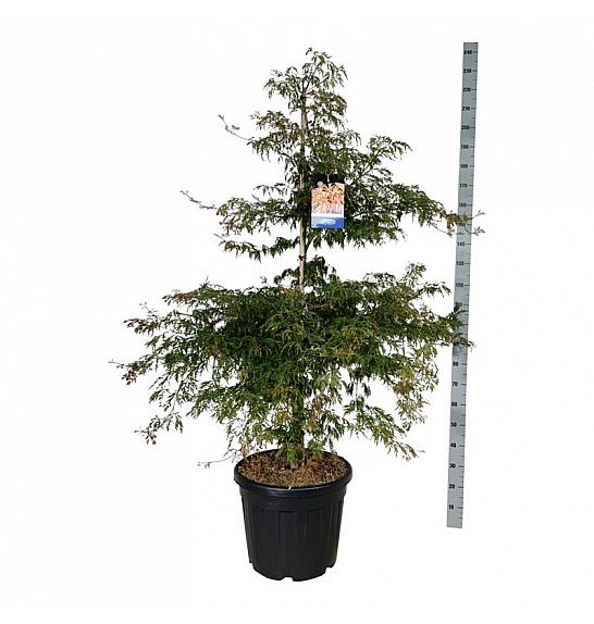 Acer pseudosieboldianum Ice Dragon® C55 Lit. 150-175 cm extra
