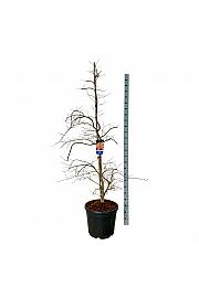 Acer pseudosieboldianum Ice Dragon® C55 Lit. 200-225 cm extra