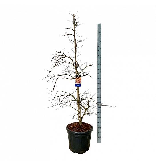 Acer pseudosieboldianum Ice Dragon® C55 Lit. 200-225 cm extra