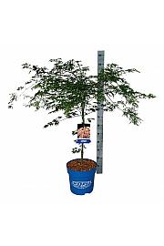 Acer pseudosieboldianum Ice Dragon® C15 Lit. 80-100 cm