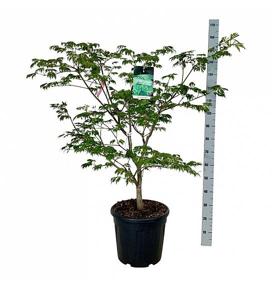 Acer japonicum Aconitifolium C30 Lit. 100-125 cm extra