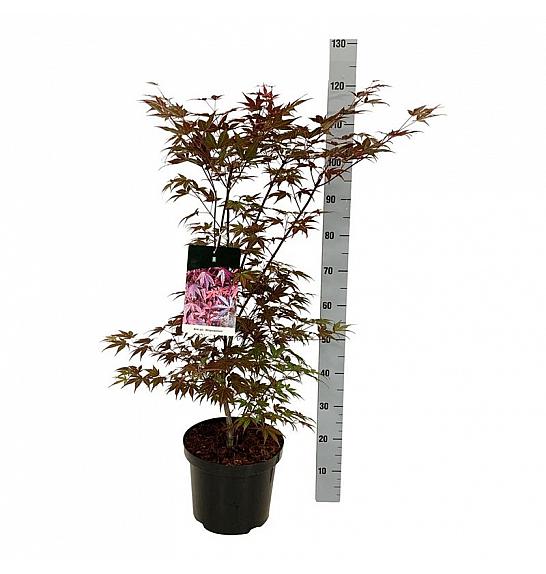 Acer palmatum Atropurpureum C10 Lit. 80-100 cm