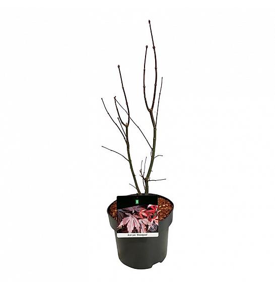 Acer palmatum Bloodgood C4 Lit. 50-60 cm