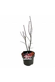 Acer palmatum Bloodgood C5 Lit. 50-60 cm