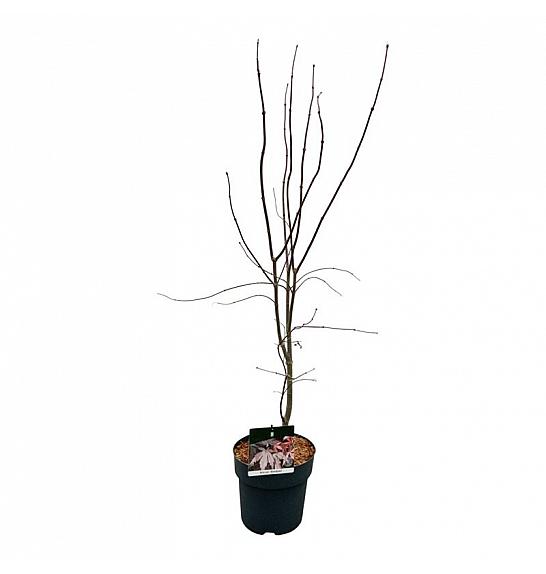 Acer palmatum Bloodgood C5 Lit. 60-80 cm