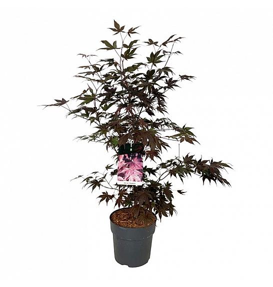 Acer palmatum Bloodgood C10 Lit. 60-80 cm