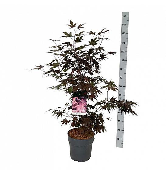 Acer palmatum Bloodgood C10 Lit. 60-80 cm