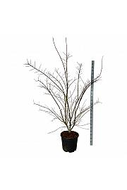 Acer palmatum Brown Sugar C55 Lit. 225-250 cm extra