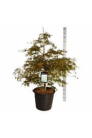 Acer palmatum Dissectum C55 Lit. 100-125 cm extra
