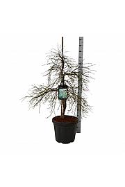 Acer palmatum Dissectum C30 Lit 80-100 cm extra