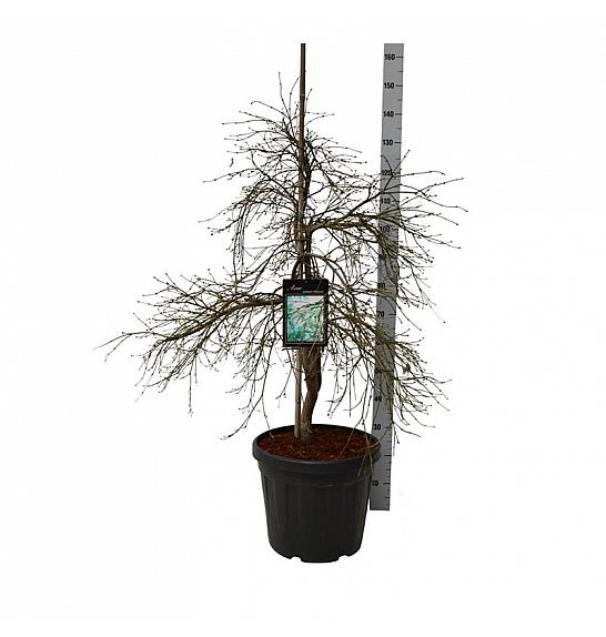Acer palmatum Dissectum C30 Lit 80-100 cm extra