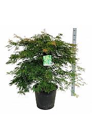 Acer palmatum Dissectum C30 Lit 80-100 cm extra