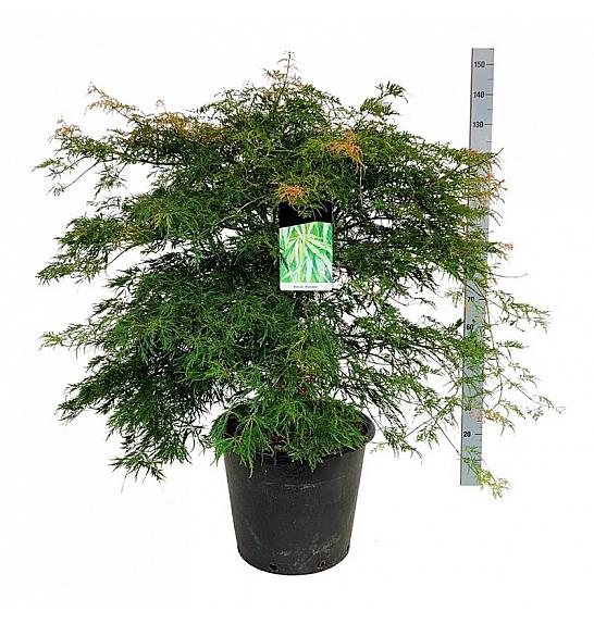 Acer palmatum Dissectum C30 Lit 80-100 cm extra