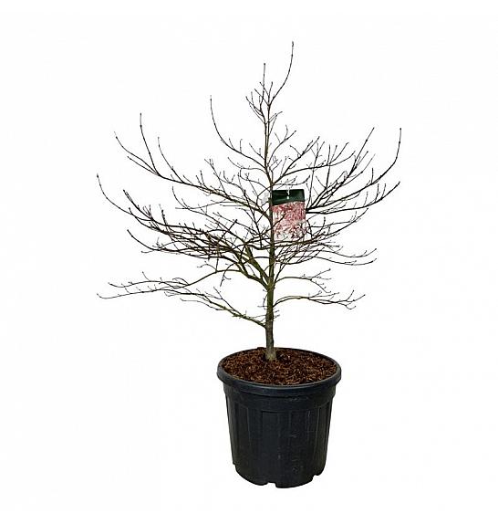 Acer palmatum Garnet C55 Lit. 100-125 cm extra