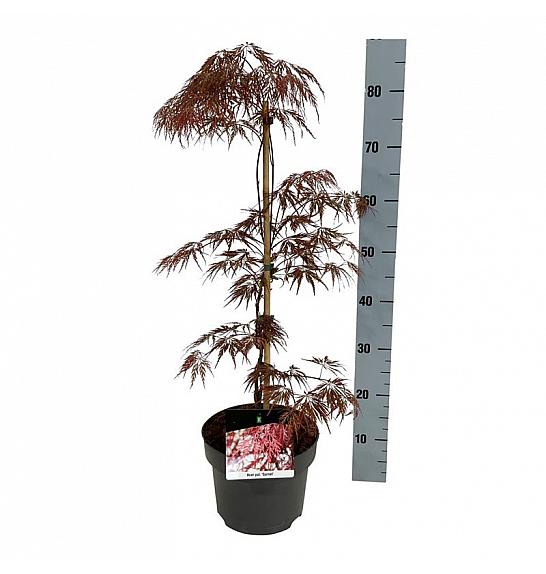 Acer palmatum Garnet C4 Lit. 50-60 cm