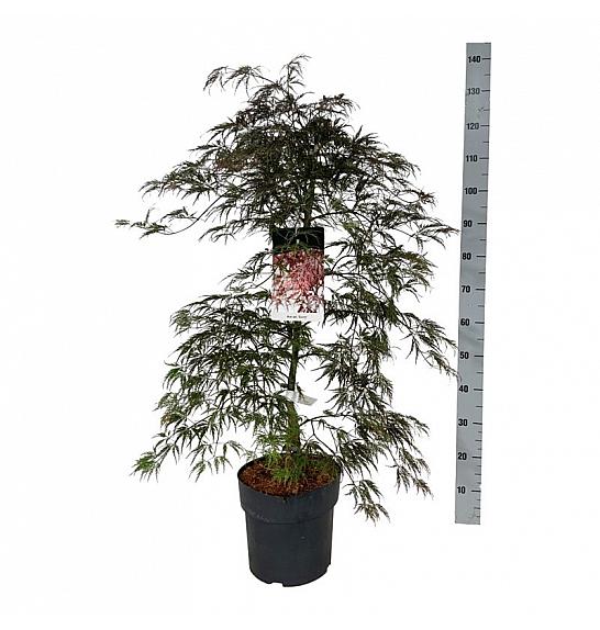 Acer palmatum Garnet C10 Lit. 80-100 cm