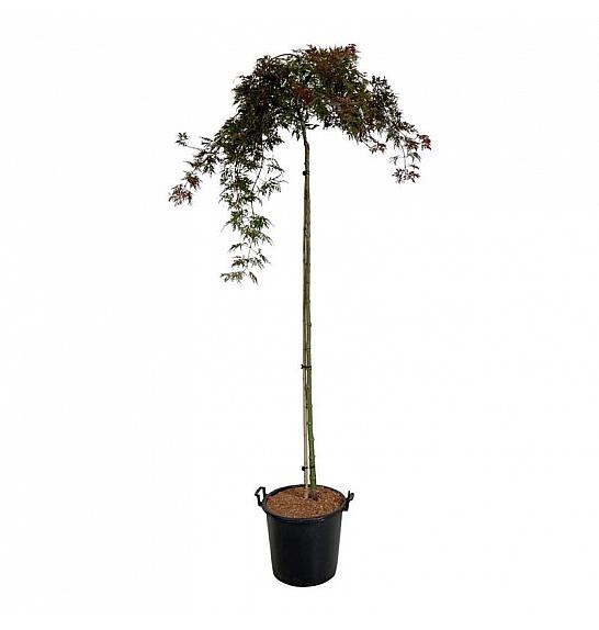 Acer palmatum Orangeola C30 Lit. Na steblu 160 cm