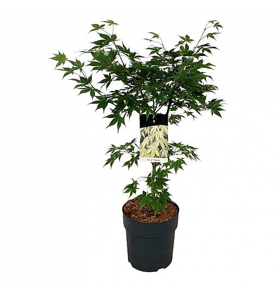 Acer palmatum Osakazuki C10 Lit. 60-80 cm