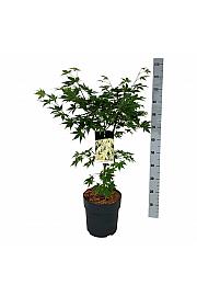 Acer palmatum Osakazuki C10 Lit. 60-80 cm
