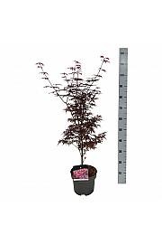Acer palmatum Skeeters Broom C4 Lit. 50-60 cm