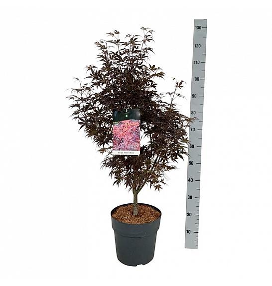 Acer palmatum Skeeters Broom C10 Lit. 60-80 cm