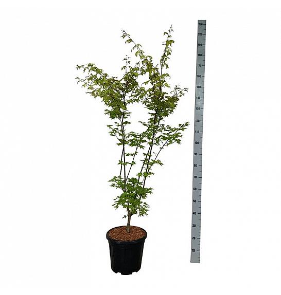 Acer palmatum Summer Gold 125-150 C15 Lit.