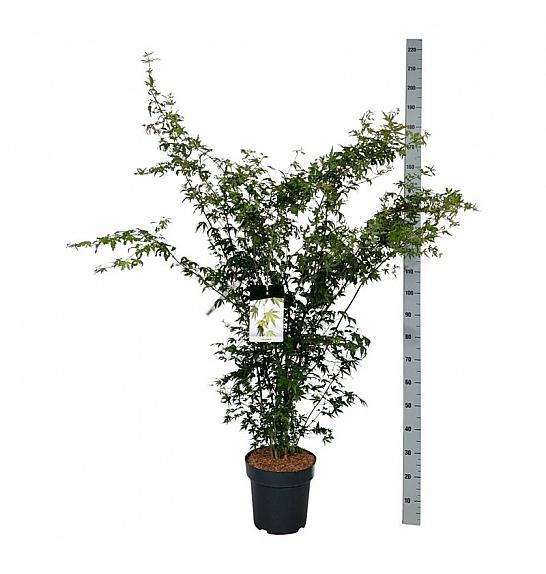 Acer palmatum C15 Lit. 125-150 cm