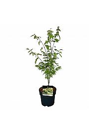 Acer shirasawanum Jordan C4 Lit. 40-50 cm