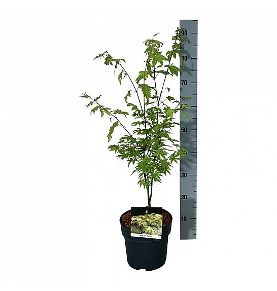 Acer shirasawanum Jordan C4 Lit. 40-50 cm